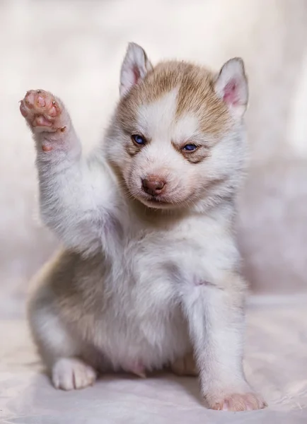 Husky Puppy Raised Paw — Stock Photo, Image
