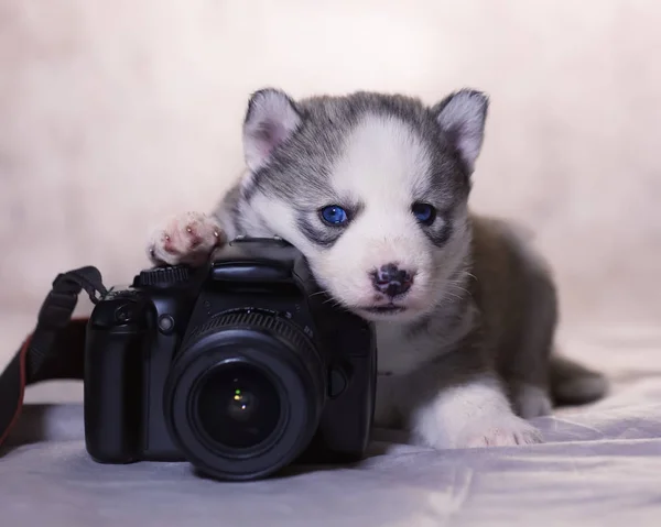 Cachorro Husky Acostado Con Una Cámara —  Fotos de Stock