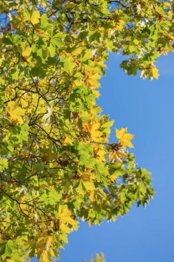 Sonbahar yaprakları gökyüzüne karşı akçaağaç