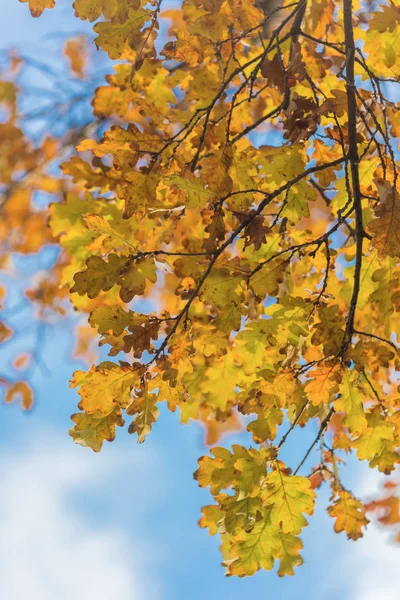 オークの秋の枝が空 — ストック写真