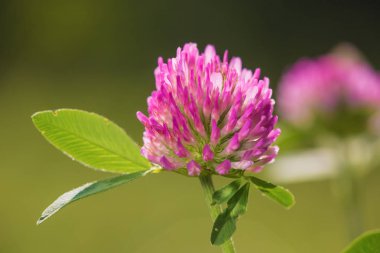 Clover flower in summer macro