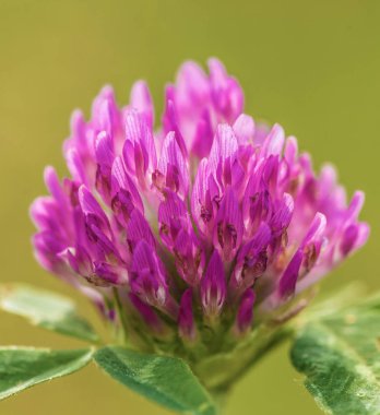 Clover flower in summer macro