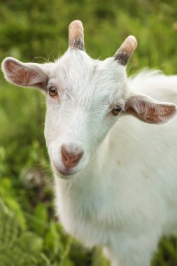 Siyah bir zemin üzerine kız portresi stüdyo