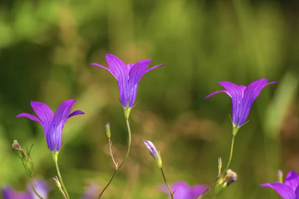 Planta Del Prado Fondo Verano — Foto de Stock