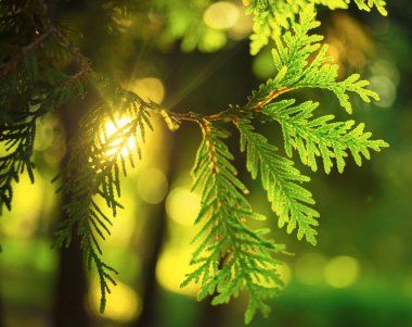 Bush thuja 'da güneş (selvi çiçeği))