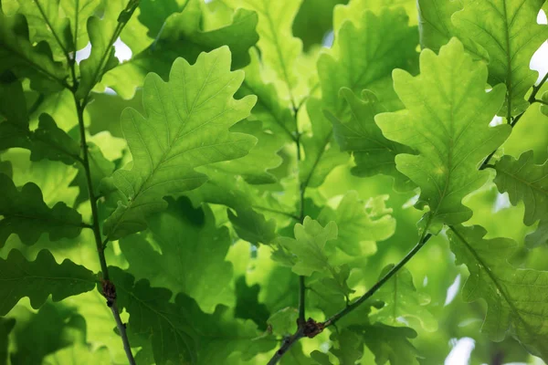 Fresh Green Oak Leaves Bottom — Stock Photo, Image