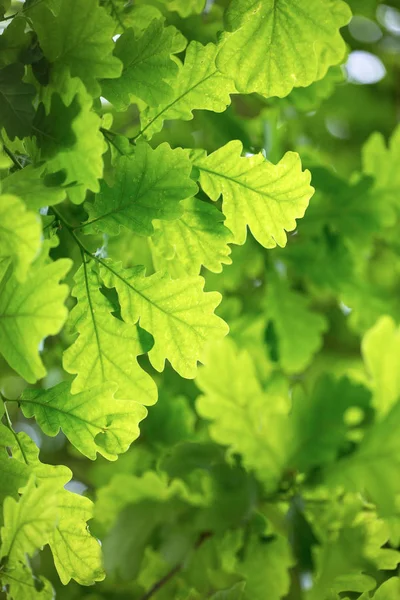 Fresh Green Oak Leaves Bottom — Stock Photo, Image