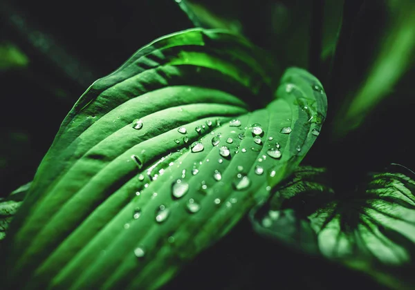 Leaves Hosts Wavy Rain Drops Water — Stock Photo, Image