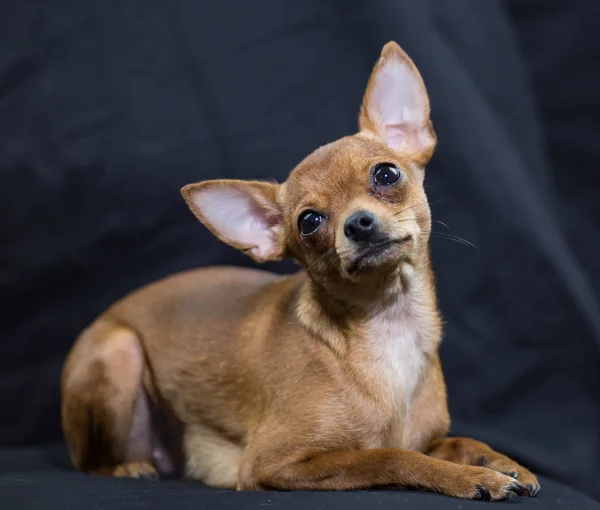 Siedział Rosyjski Toy Terrier — Zdjęcie stockowe