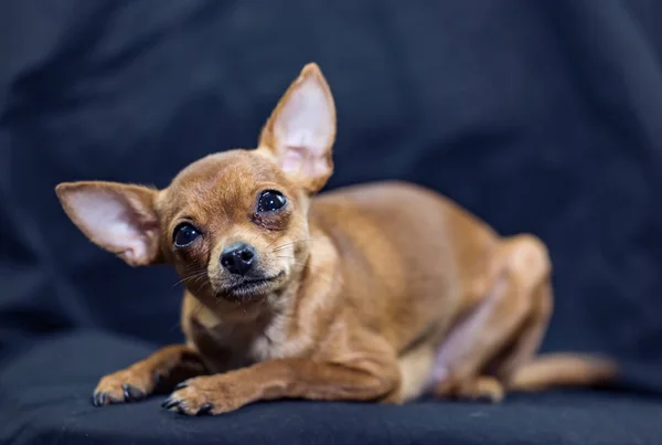 Siedział Rosyjski Toy Terrier — Zdjęcie stockowe