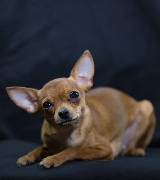 Sentado Russo Brinquedo Terrier — Fotografia de Stock