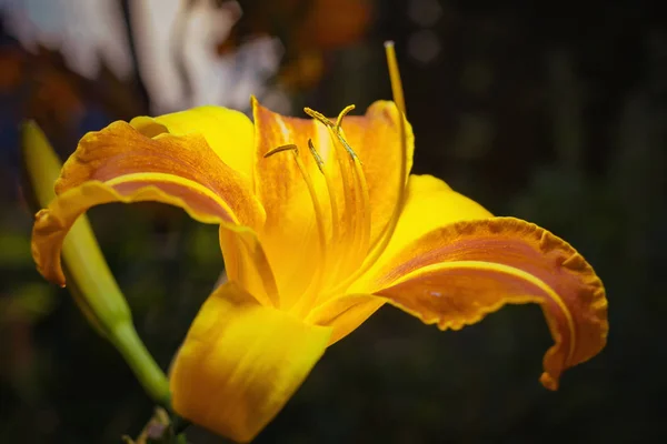 Daylily Uma Planta Com Flor Género Hemerocallis — Fotografia de Stock