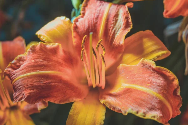 Sásliliom Egy Virágos Növény Nemhez Hemerocallis — Stock Fotó