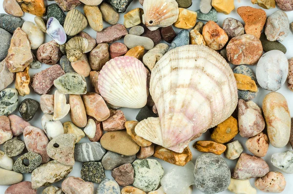 Seashells and pebbles — Stock Photo, Image