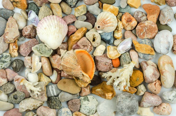 Seashells and pebbles — Stock Photo, Image