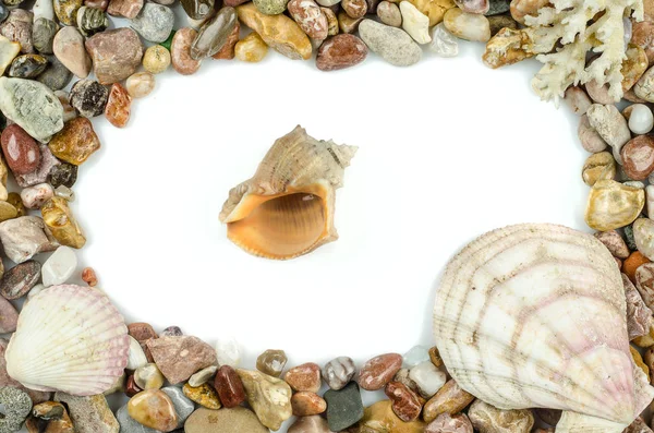 Seashells and pebbles — Stock Photo, Image