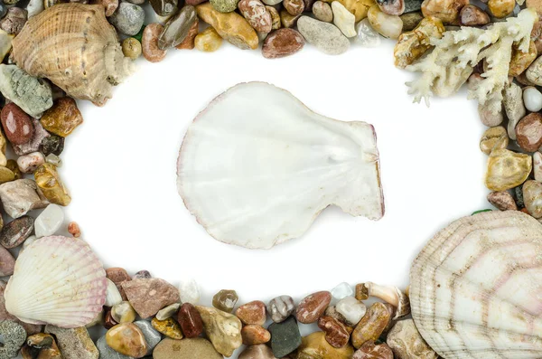 Seashells and pebbles — Stock Photo, Image