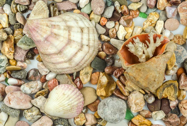 貝殻や小石 — ストック写真