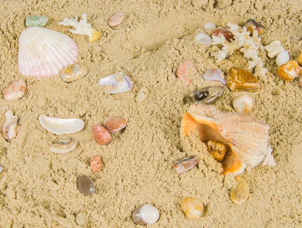 Seashells and pebbles — Stock Photo, Image