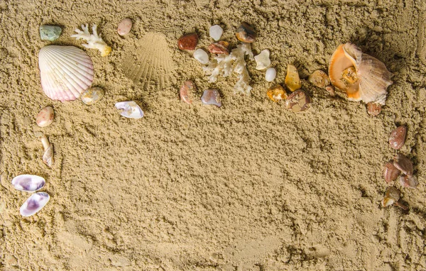 Seashells and pebbles — Stock Photo, Image