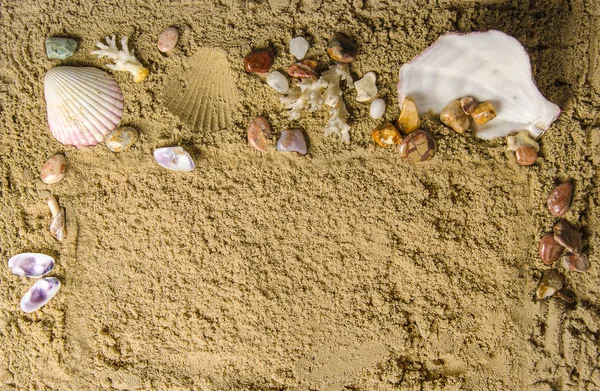 Seashells and pebbles — Stock Photo, Image