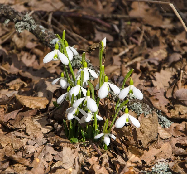 First snowdrops in forest — Stock Photo, Image