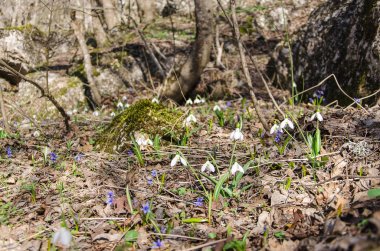 ormandaki ilk kardelen 
