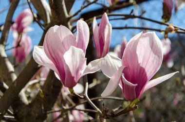 pembe Manolya çiçek