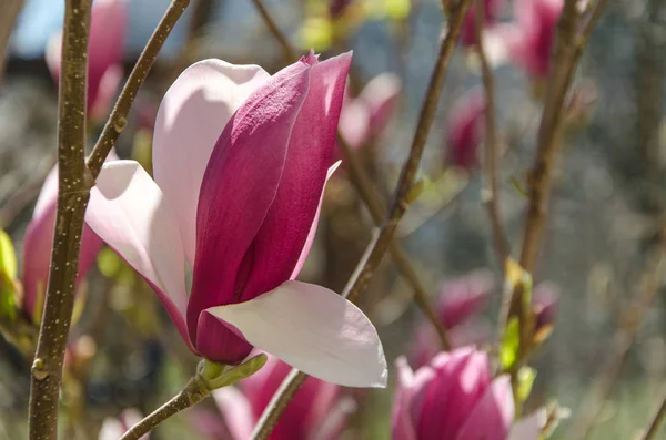 Pembe Manolya çiçek — Stok fotoğraf