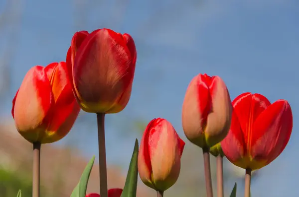 Tulipanes rojos en el cielo — Foto de Stock