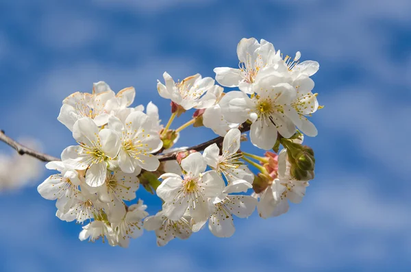Cherry blossom on sky — Stock Photo, Image