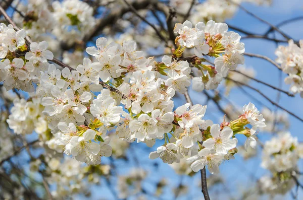 Cherry blossom on sky — Stock Photo, Image