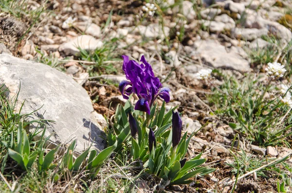 Spring iris in mountain — Stock Photo, Image