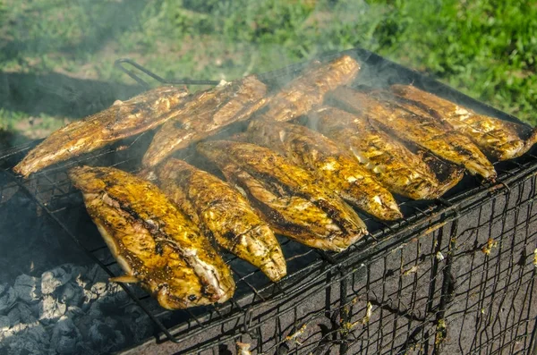 Barbecue de poisson dans la nature — Photo