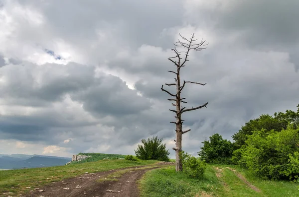 Paisagem dramática e árvore — Fotografia de Stock