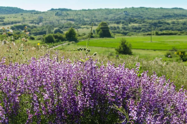 Fleurs sauvages en été — Photo