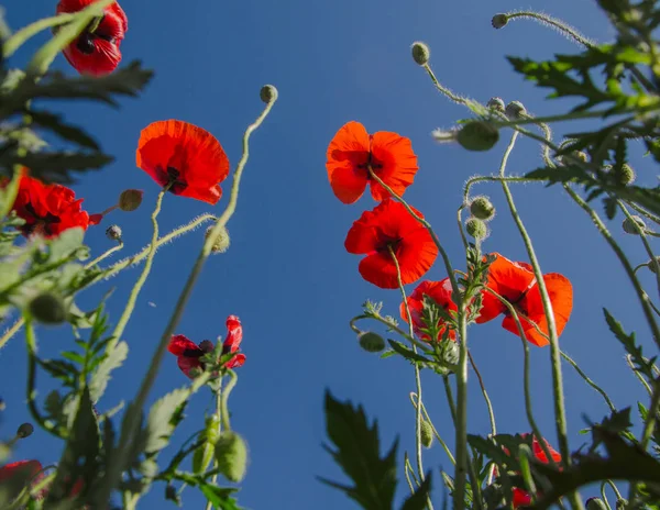 Fleurs sauvages vue du bas — Photo