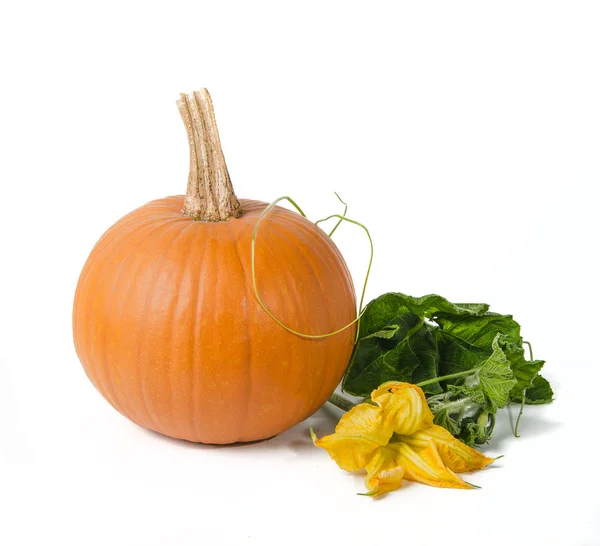 Pumpkins and flower — Stock Photo, Image