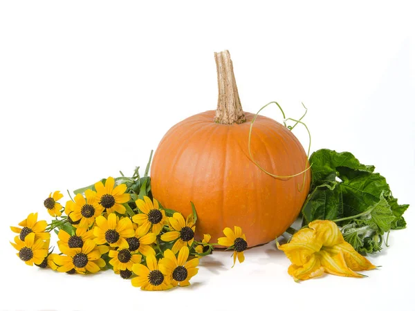 Zucca e fiori d'autunno — Foto Stock