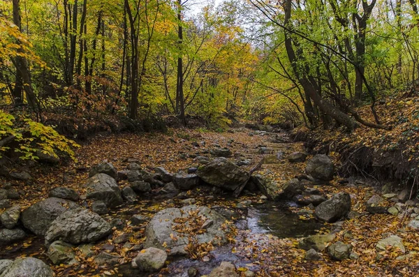 Floresta do rio e outono — Fotografia de Stock