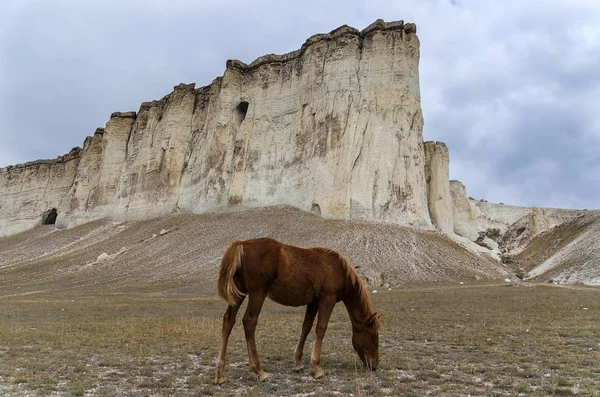 Лошадь и рок — стоковое фото