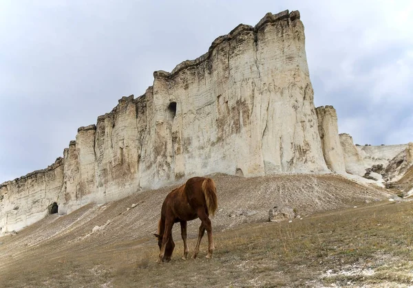 Лошадь и рок — стоковое фото