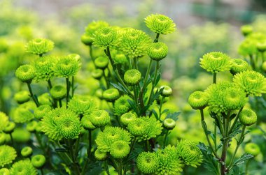 Kasımpatı çiçeği yeşil