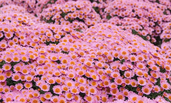 Blossom roze chrysant — Stockfoto