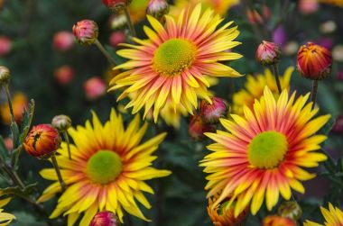 çiçek sarı krizantem