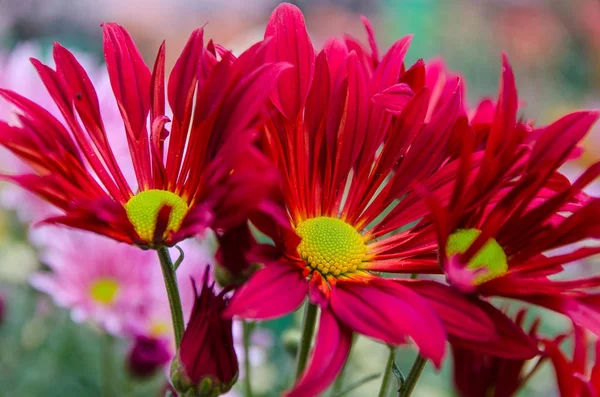 Blossom red chrysanthemum — Stock Photo, Image