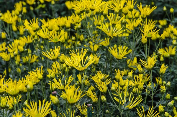 Flor de crisantemo amarillo — Foto de Stock