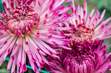 çiçeği pembe krizantem