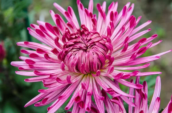 Flor crisântemo rosa — Fotografia de Stock