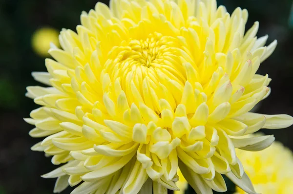 Flor de crisantemo amarillo —  Fotos de Stock